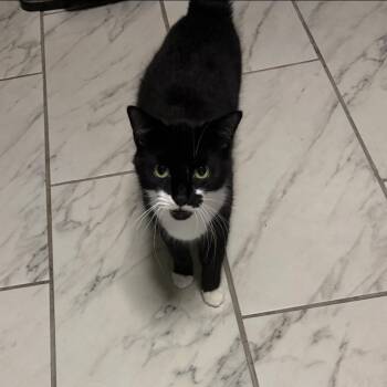 Prince -  Domestic Short Hair Cat for Adoption in Philadelphia, Pennsylvania - Prince | PetCurious