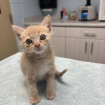 Paris -  Domestic Medium Hair Cat for Adoption in Riverside, California - Paris | PetCurious
