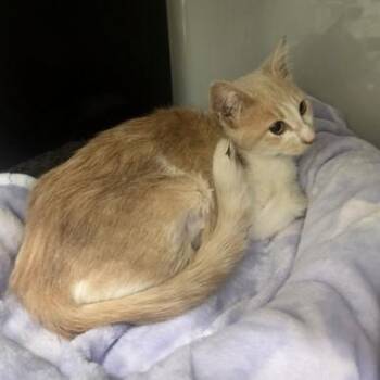 Temperance -  Domestic Short Hair Cat for Adoption in Phoenixville, Pennsylvania - Temperance | PetCurious