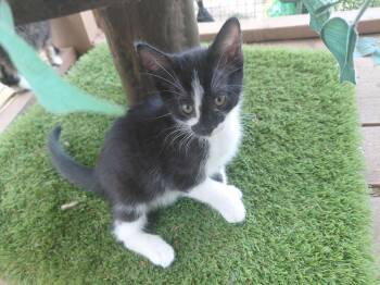 Fiona -  Domestic Short Hair Cat for Adoption in Vacaville, California - Fiona | PetCurious