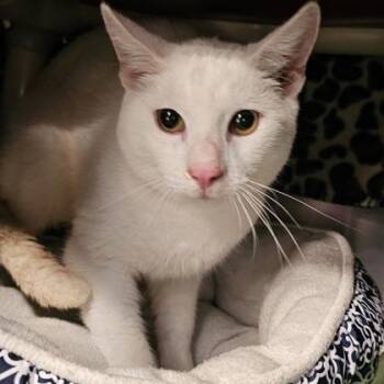 Domestic Short Hair Cats Available for Adoption in Schenectady, New York - Dan | PetCurious