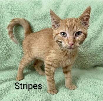 Stripes -  Tabby Cat for Adoption in Wyandotte, Michigan - Stripes | PetCurious