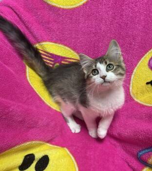 Salem -  Domestic Short Hair Cat for Adoption in Jackson, Michigan - Salem | PetCurious