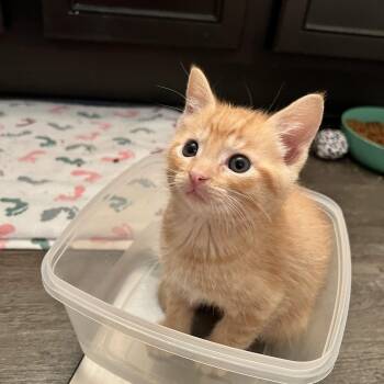 Domestic Short Hair Cats Available for Adoption in Bryan, Texas - Mini Wheat | PetCurious