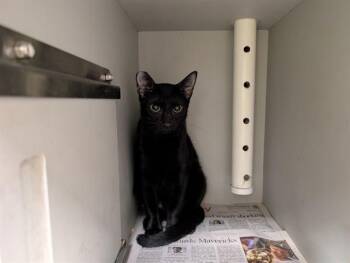NEPTUNE -  Domestic Short Hair Cat for Adoption in Rowlett, Texas - NEPTUNE | PetCurious