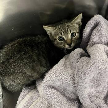 Fuzzball -  Domestic Short Hair Cat for Adoption in Greensboro, North Carolina - Fuzzball | PetCurious