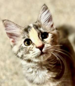 Rescue Domestic Long Hair and Domestic Short Hair Cats for Adoption in Hastings, Minnesota - Wren | PetCurious