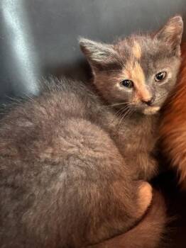 Domestic Short Hair Cats Available for Adoption in West Chester, Pennsylvania - Emerald Jade | PetCurious