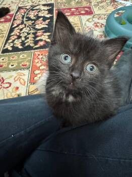 RAVEN -  Domestic Short Hair Cat for Adoption in Powder Springs, Georgia - RAVEN | PetCurious