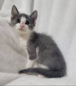 Rescue Domestic Medium Hair Cats for Adoption in Paulina, Louisiana - Lord Anthony Bridgerton | PetCurious