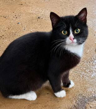 Domestic Short Hair Cats Available for Adoption in El Dorado, Arkansas - Sassy | PetCurious