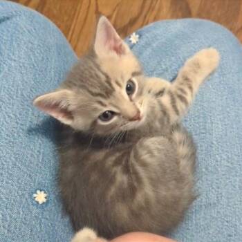 Marley -  Domestic Short Hair Cat for Adoption in Cumming, Georgia - Marley | PetCurious