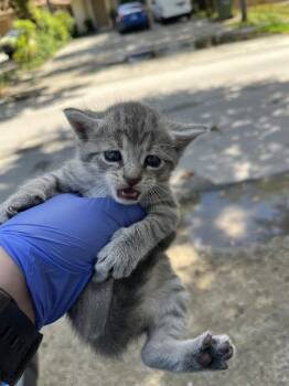 Rescue Domestic Long Hair Cats for Adoption in Doral, Florida - TWIX | PetCurious