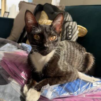 Domestic Short Hair Cats Available for Adoption in Chicago, Illinois - Miley | PetCurious