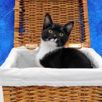 Jeffery -  Domestic Short Hair Cat for Adoption in Canton, Illinois - Jeffery | PetCurious