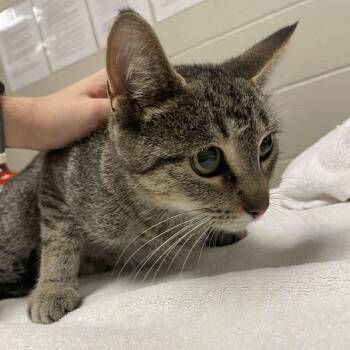 Tatum -  Domestic Short Hair Cat for Adoption in Bristol, Indiana - Tatum | PetCurious