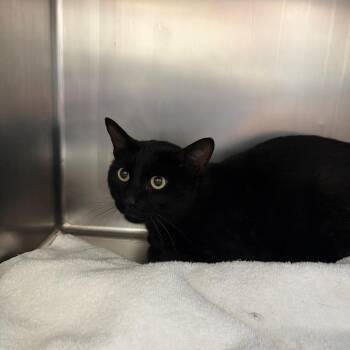 Checkers -  Domestic Short Hair Cat for Adoption in Council Bluffs, Iowa - Checkers | PetCurious