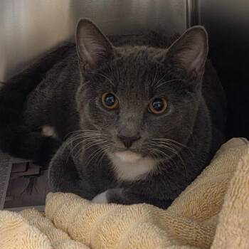 Theodore -  Domestic Short Hair Cat for Adoption in Asheville, North Carolina - Theodore | PetCurious