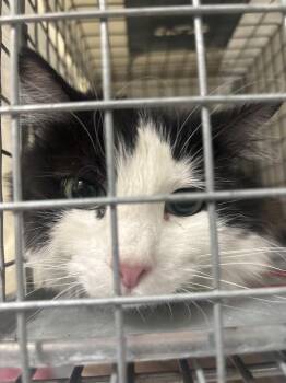 Domestic Long Hair Cats Available for Adoption in Las Vegas, Nevada - ANGEL | PetCurious