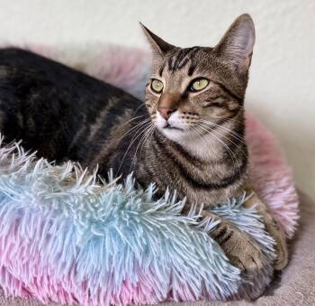 Tabby Cats Available for Adoption in Prescott, Arizona - Ward | PetCurious