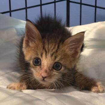 Foxy -  Domestic Short Hair Cat for Adoption in Newark, New Jersey - Foxy | PetCurious