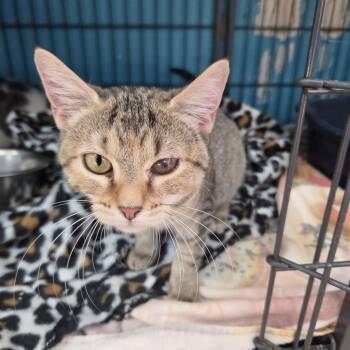 Targe -  Domestic Short Hair Cat for Adoption in Brookings, South Dakota - Targe | PetCurious