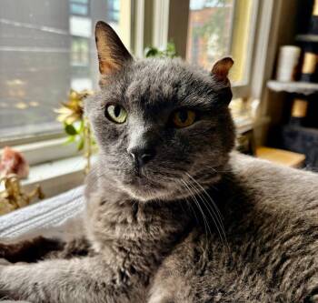 Cookie Monster -  Domestic Long Hair Cat for Adoption in Minneapolis, Minnesota - Cookie Monster | PetCurious