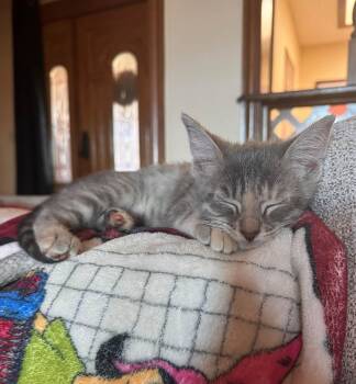 Ativan -  Domestic Short Hair Cat for Adoption in Oklahoma City, Oklahoma - Ativan | PetCurious