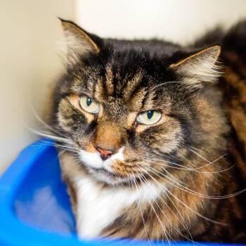 Bruno -  Domestic Long Hair Cat Available for Adoption - Bruno | PetCurious