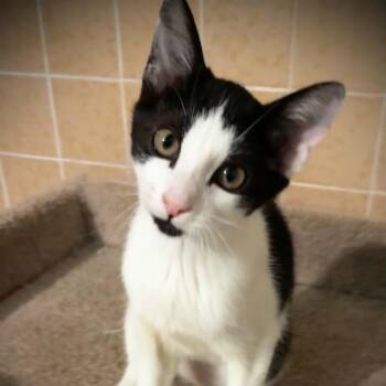 Croissant -  Tuxedo and Domestic Short Hair Cat for Adoption in Sacramento, California - Croissant | PetCurious
