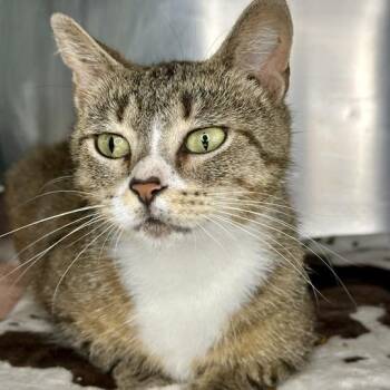Poppy -  Domestic Short Hair Cat for Adoption in Matteson, Illinois - Poppy | PetCurious