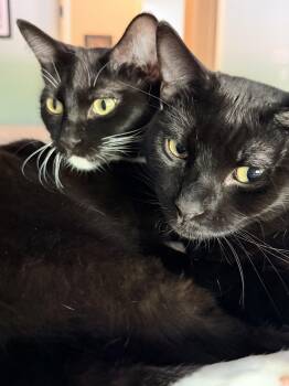 Lucy and Linus (bonded pair) -  American Shorthair Cat for Adoption in Allen, Texas - Lucy And Linus (bonded Pair) | PetCurious