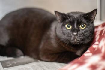 Domestic Short Hair Cats Available for Adoption in Charlotte, North Carolina - ONYX | PetCurious
