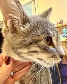 Mar -  Domestic Short Hair Cat for Adoption in New Braunfels, Texas - Mar | PetCurious