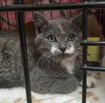 Wibble Wobble -  Domestic Medium Hair and Domestic Short Hair Cat for Adoption in Clinton, Missouri - Wibble Wobble | PetCurious