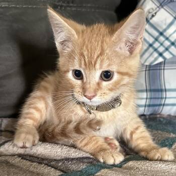 Domestic Medium Hair Cats Available for Adoption in Lancaster, Ohio - Ron | PetCurious