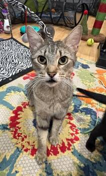 Mrs. Patricia -  Domestic Short Hair Cat Available for Adoption in North Babylon, New York - Mrs. Patricia | PetCurious