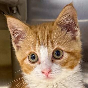 Quinn -  Domestic Short Hair Cat for Adoption in Kennebunk, Maine - Quinn | PetCurious