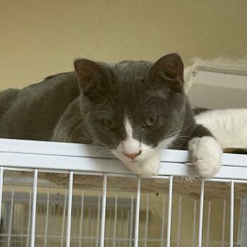 Rescue Domestic Short Hair Cats for Adoption in San Anselmo, California - Chibi | PetCurious