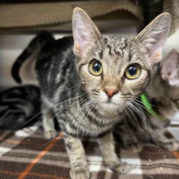 Arwen -  Domestic Short Hair Cat for Adoption in Las Vegas, Nevada - Arwen | PetCurious
