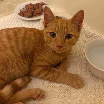 Georgie -  Domestic Short Hair Cat for Adoption in Huntington, West Virginia - Georgie | PetCurious