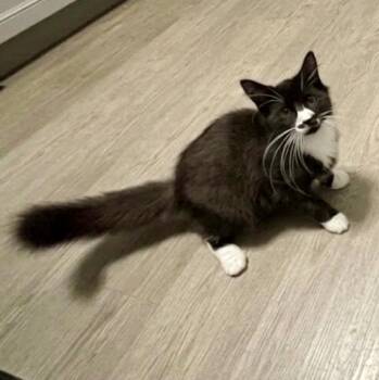 Peter Piper -  Domestic Medium Hair Cat for Adoption in Richmond, Virginia - Peter Piper | PetCurious