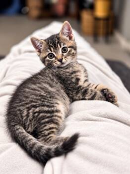 Ozzy -  Domestic Short Hair Cat for Adoption in Victor, New York - Ozzy | PetCurious