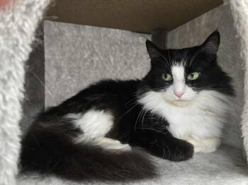 Rescue Domestic Long Hair Cats for Adoption in Thurmont, Maryland - Bean (Bonded Pair With Soup) | PetCurious