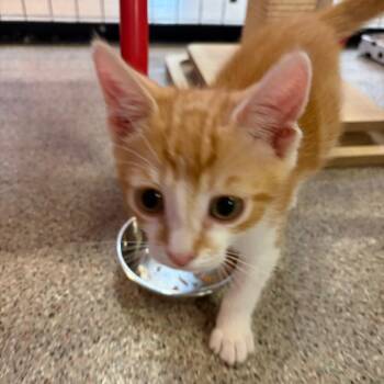 Domestic Short Hair Cats Available for Adoption in Sarasota, Florida - Otis | PetCurious