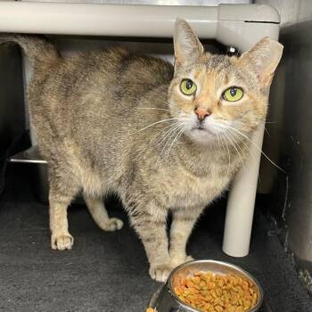 Domestic Short Hair Cats Available for Adoption - Lucy | PetCurious