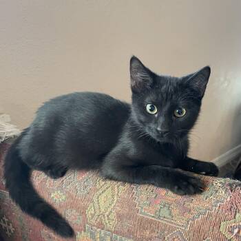 Rescue Domestic Medium Hair Cats for Adoption in Pottsboro, Texas - Gwenny | PetCurious