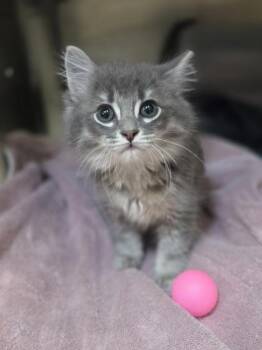 Bottle Rocket -  Domestic Medium Hair and Domestic Short Hair Cat for Adoption in Westland, Michigan - Bottle Rocket | PetCurious