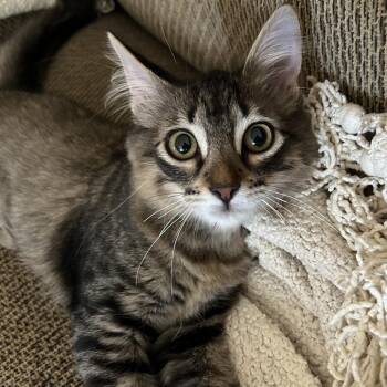 Marceline C70403 -  Domestic Medium Hair Cat for Adoption in Minnetonka, Minnesota - Marceline C70403 | PetCurious