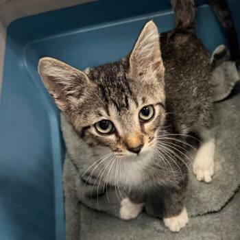 Sal -  Domestic Short Hair Cat for Adoption in Port Charlotte, Florida - Sal | PetCurious